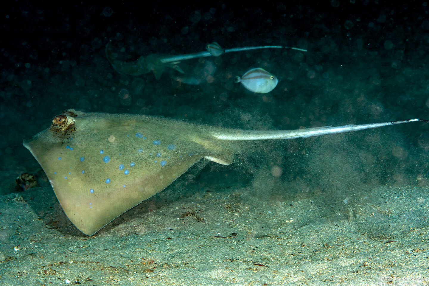 Neotrygon kuhlii (Blue-Spotted Stingray)