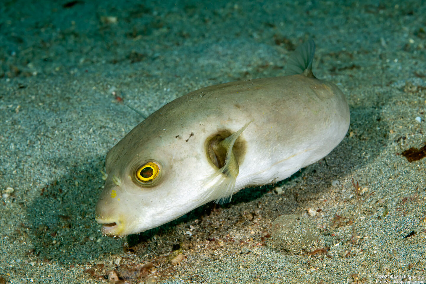 Arothron immaculatus (Immaculate Puffer)