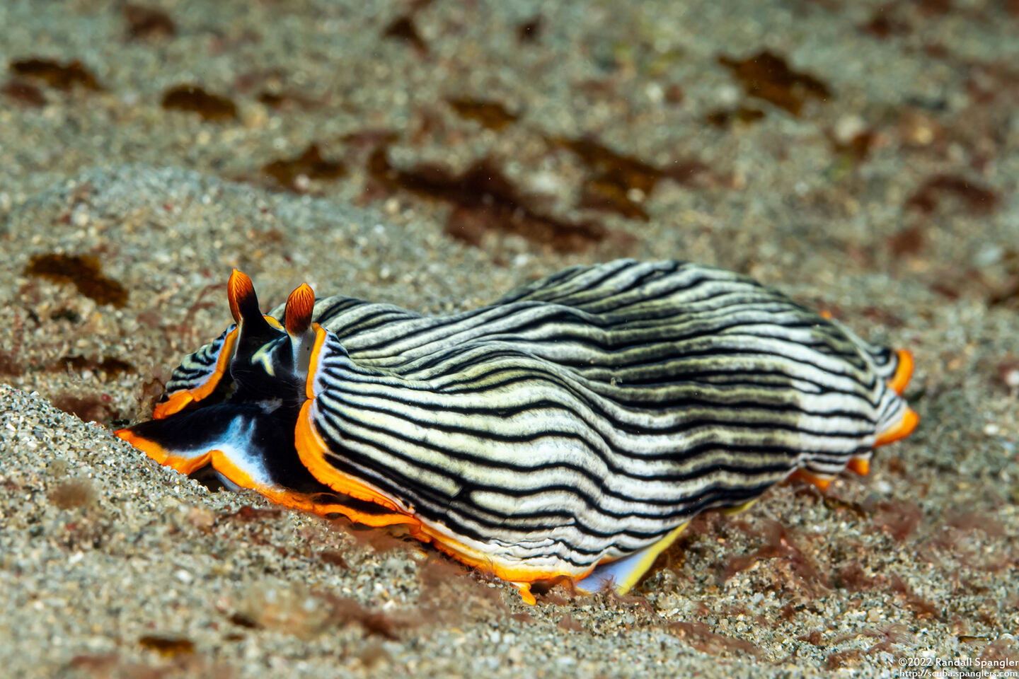 Armina sp.1 (Orange-Margined Armina)