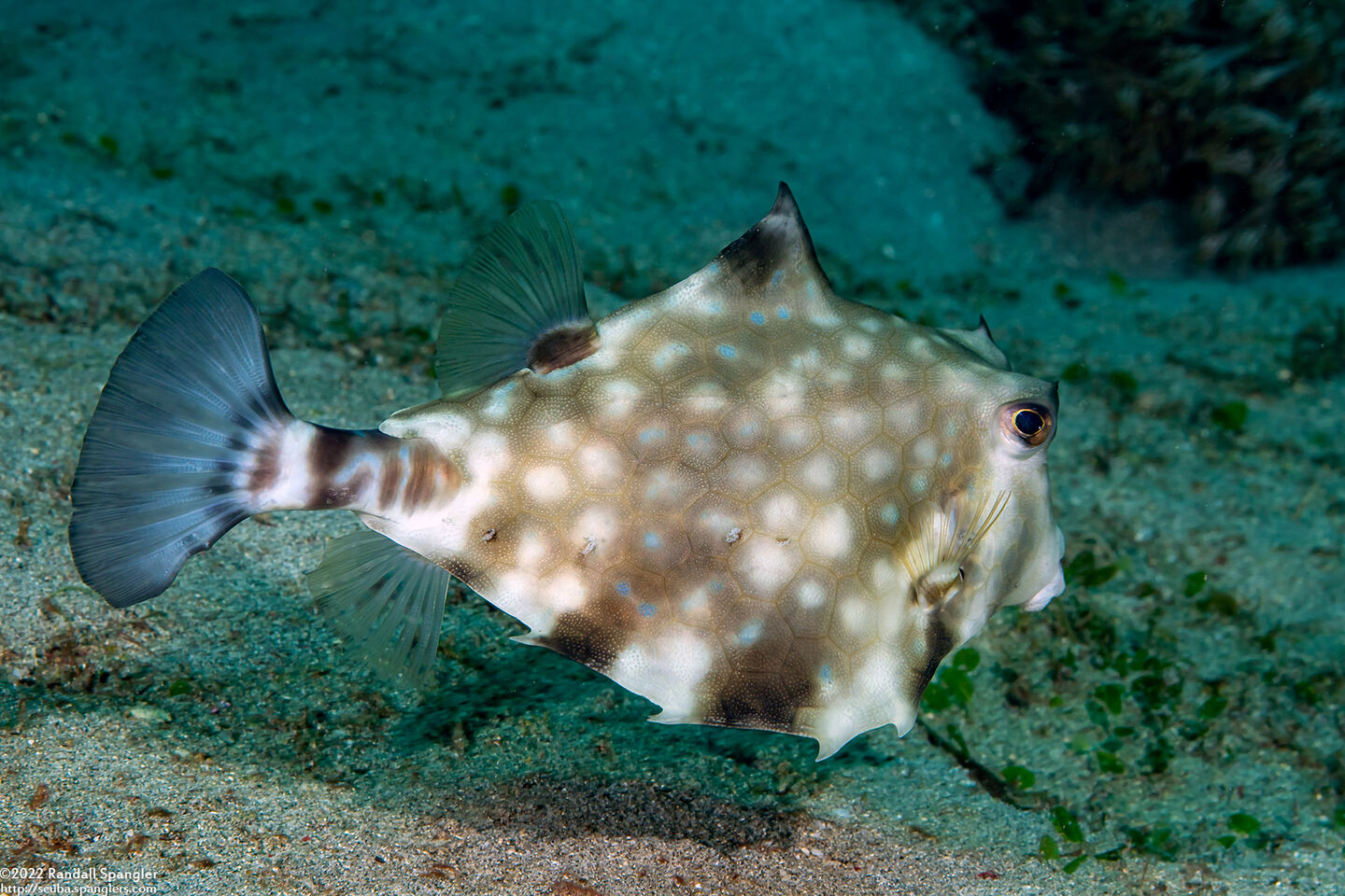 Tetrosomus gibbosus (Humpback Turretfish)