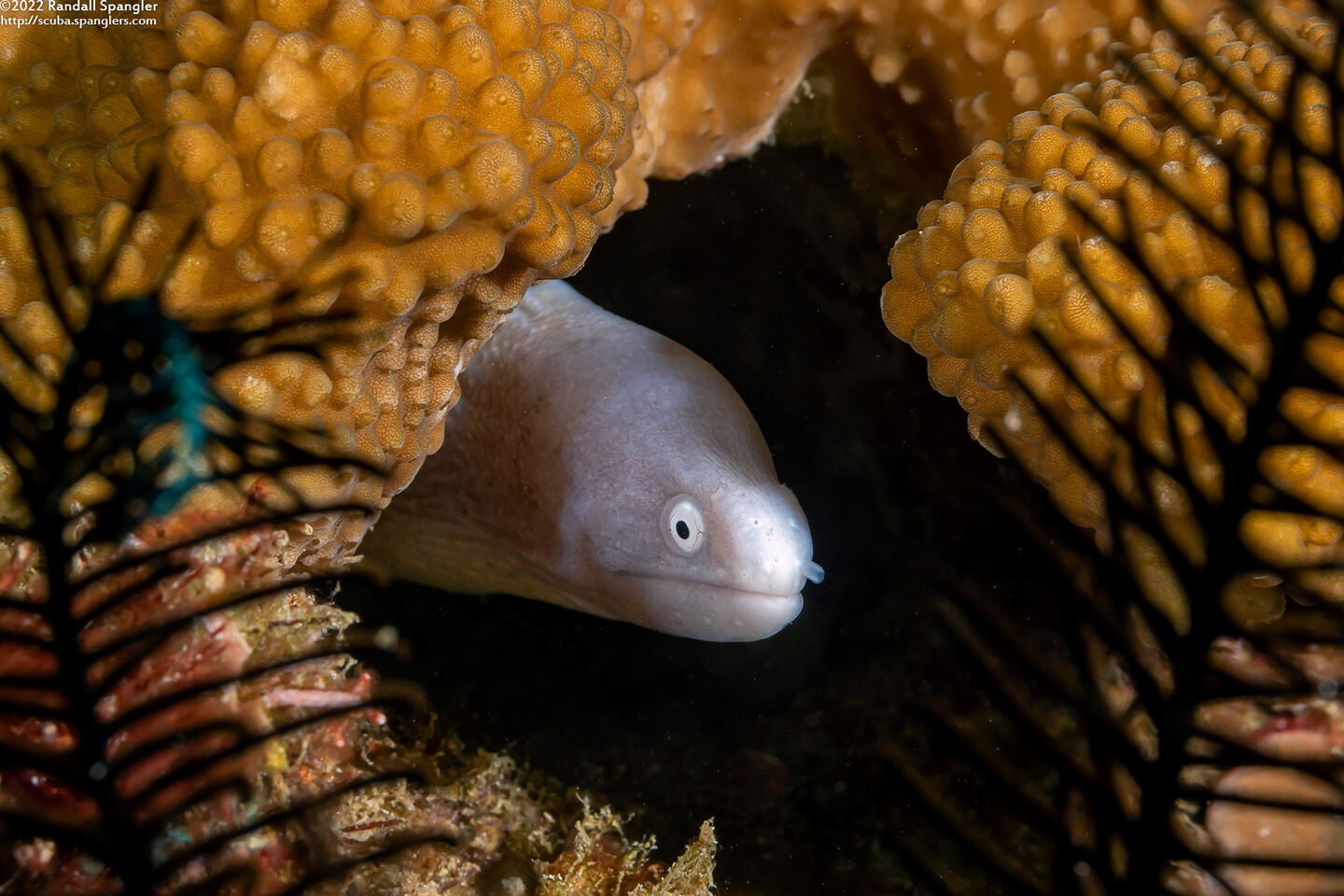 Gymnothorax thyrsoideus (White-Eyed Moray)