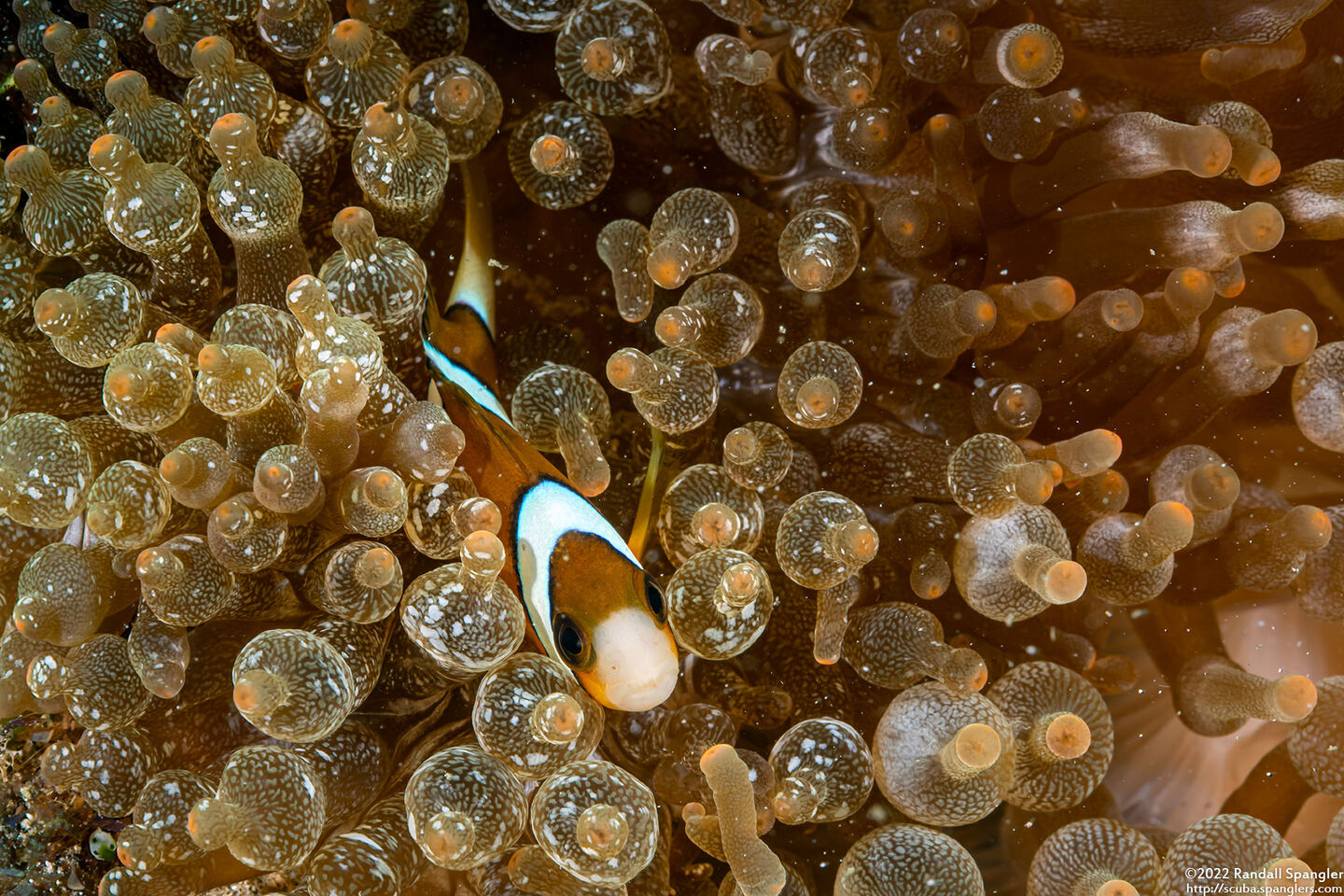 Amphiprion clarkii (Clark's Anemonefish)