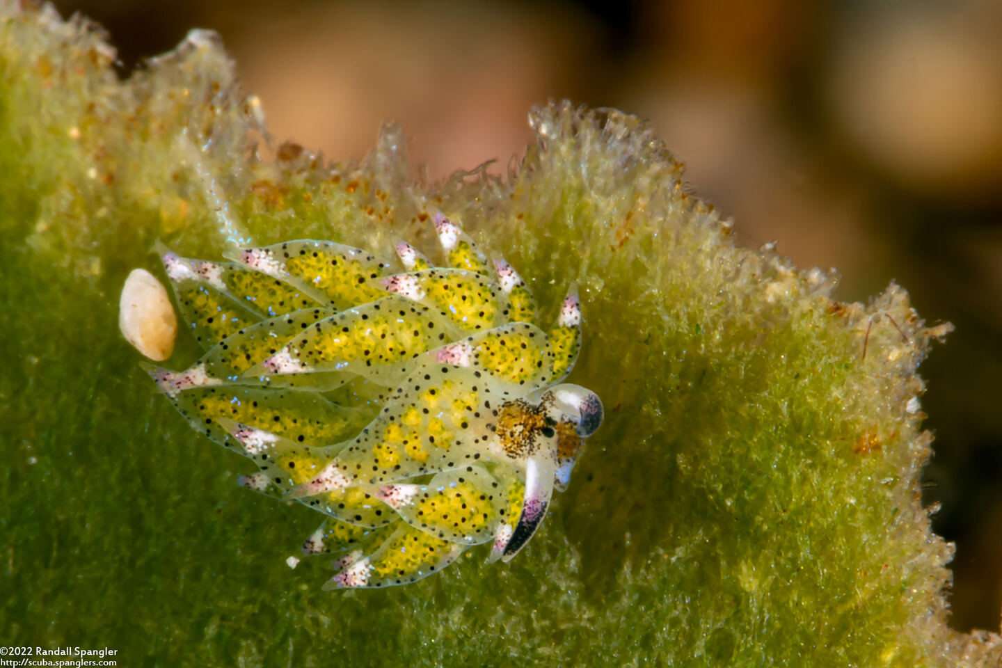 Costasiella kuroshimae (Kuro Sapsucking Slug)