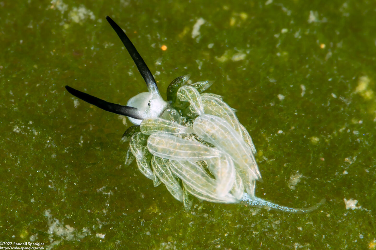 Costasiella usagi (Rabbit Costasiella)