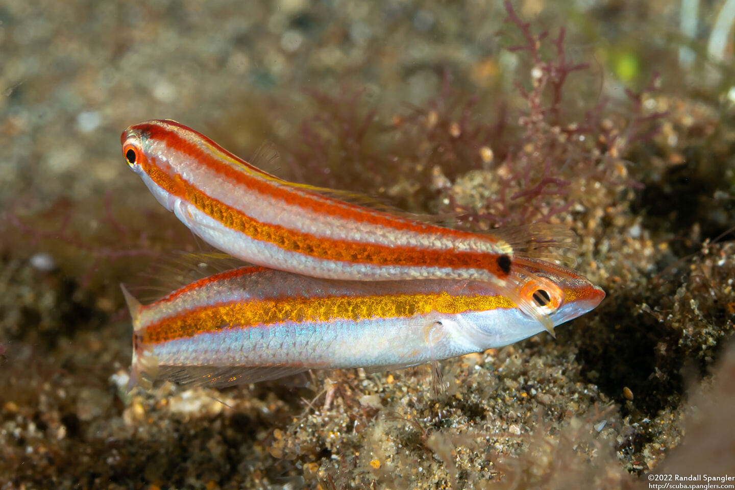 Halichoeres hartzfeldii (Goldstripe Wrasse)
