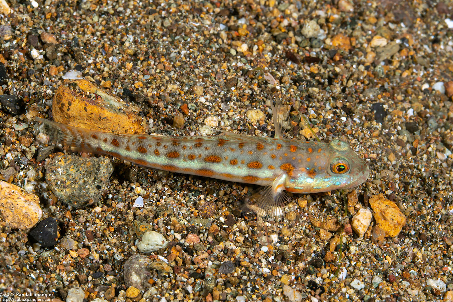 Valenciennea puellaris (Orange-Dashed Goby)