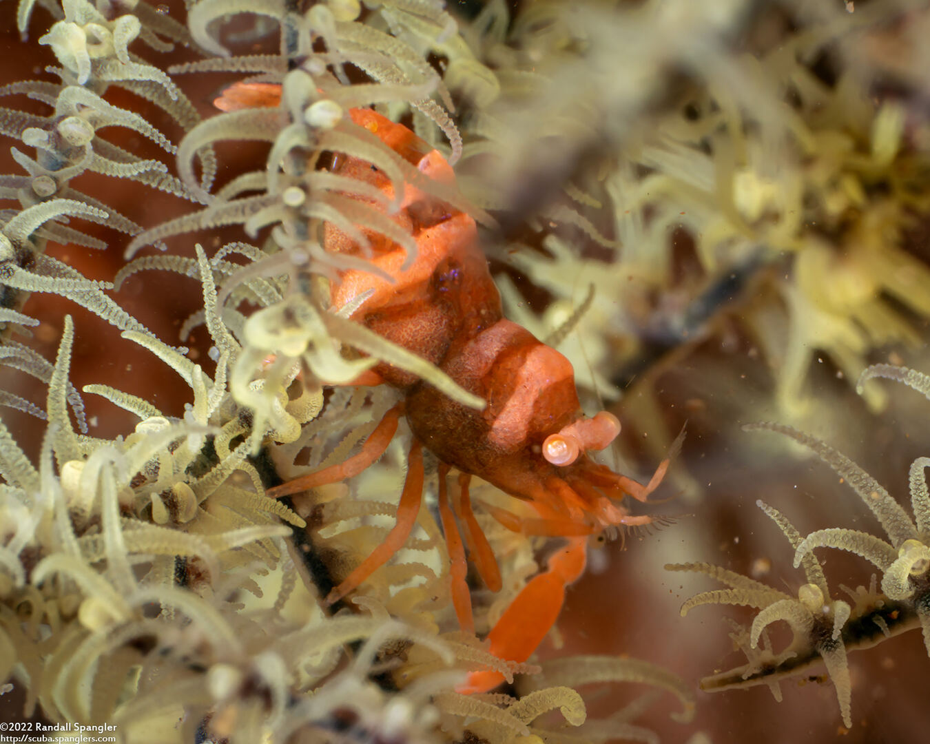 Pontonides ankeri (Barred Wire Coral Shrimp)