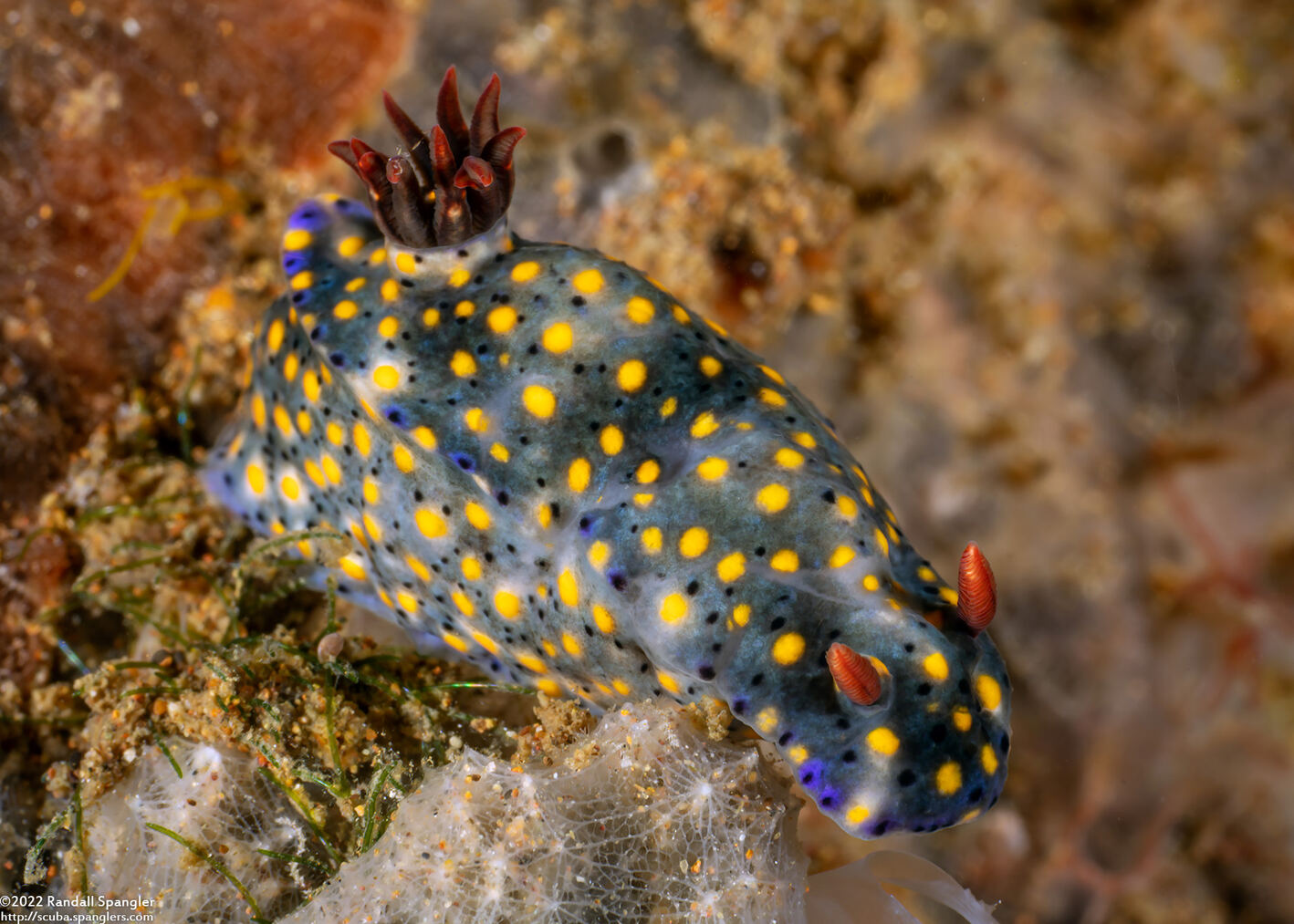 Hypselodoris confetti (Confetti Hypselodoris)