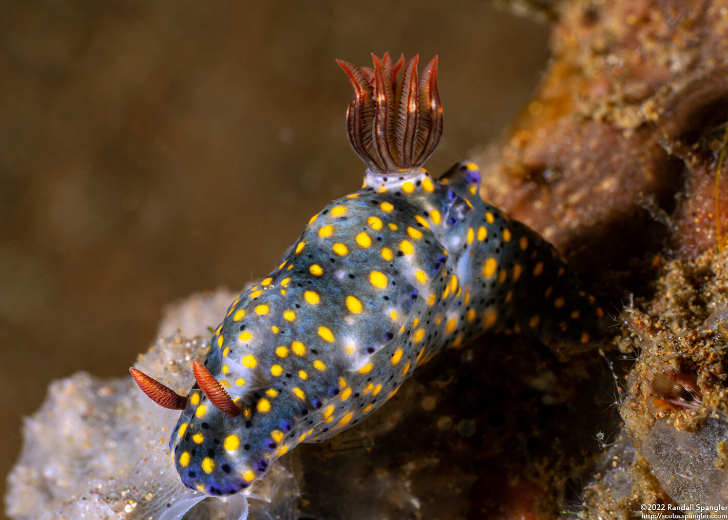 Hypselodoris confetti (Confetti Hypselodoris)