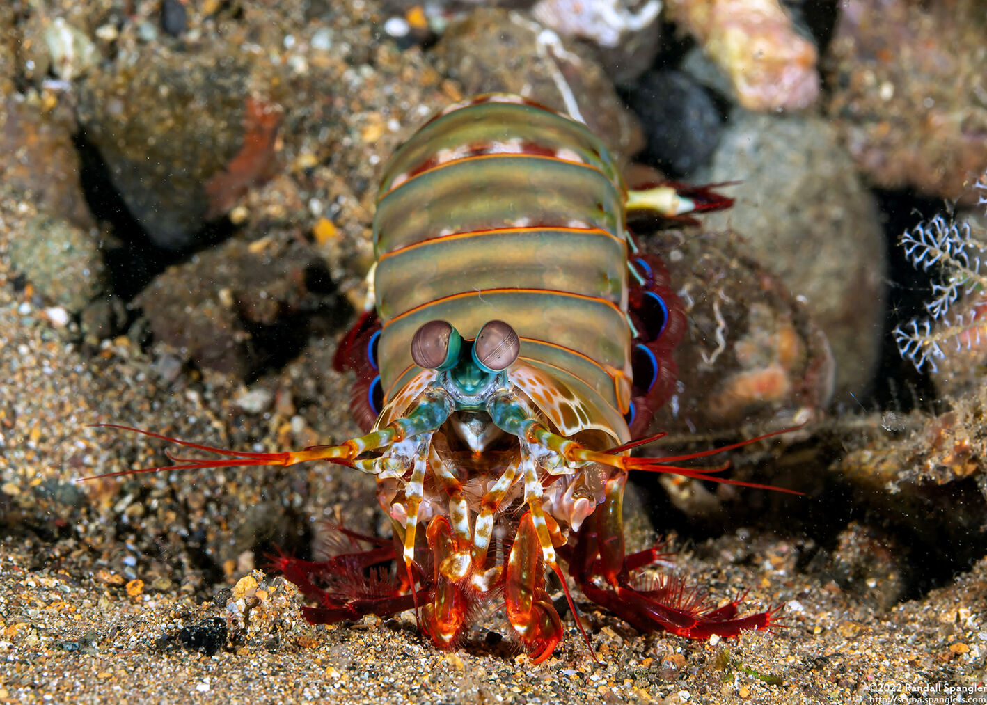 Odontodactylus scyllarus (Peacock Mantis Shrimp)