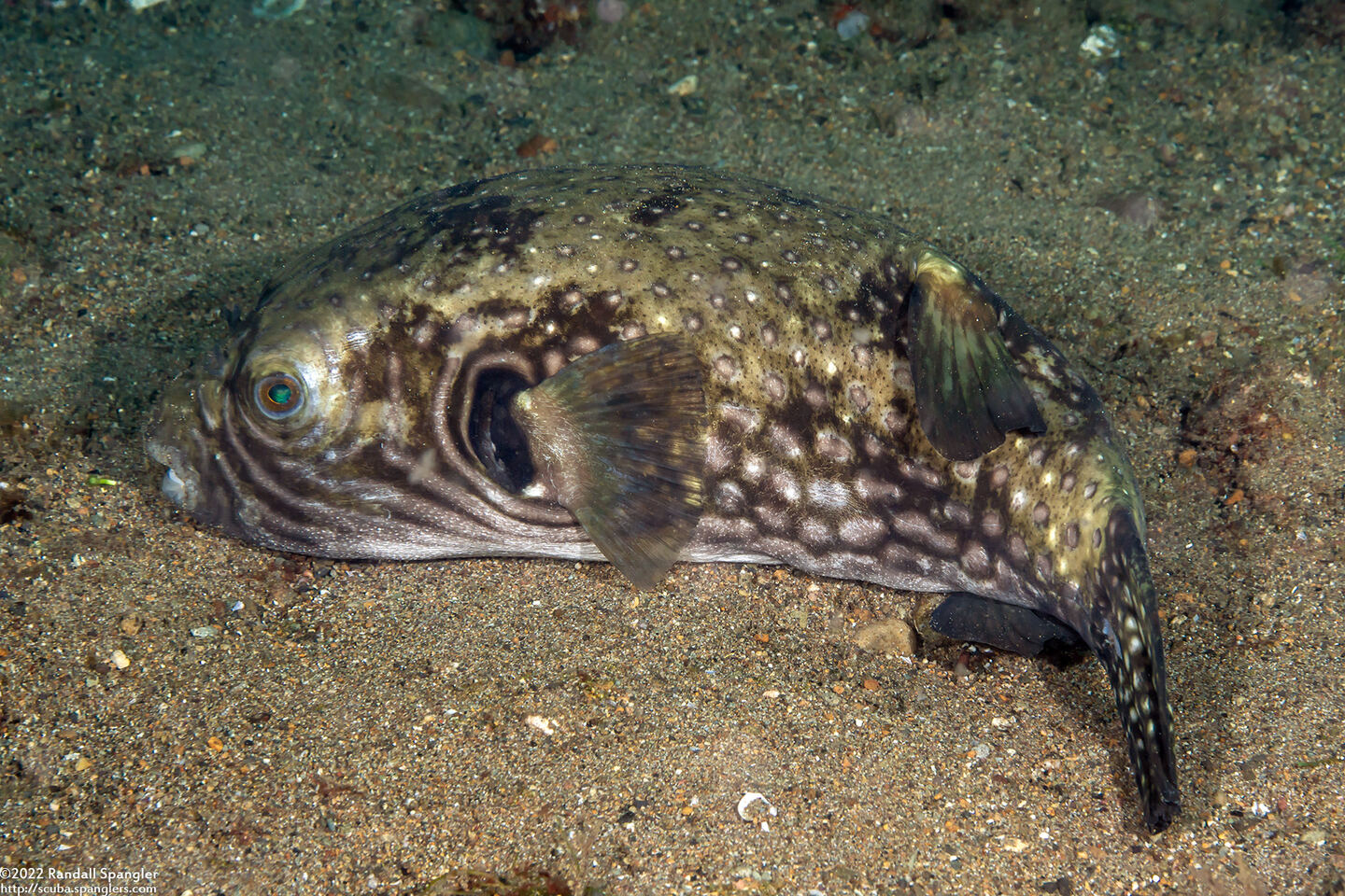 Arothron hispidus (White-Spotted Puffer)