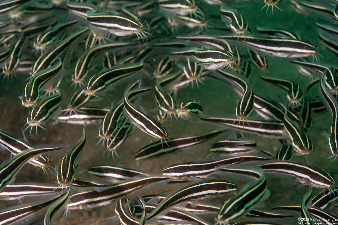 Plotosus lineatus (Striped Catfish)