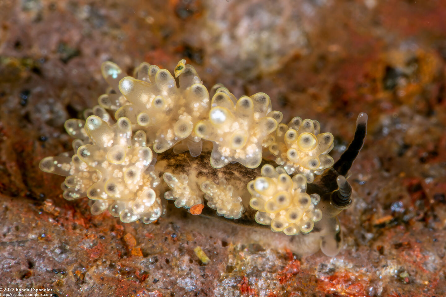 Doto racemosa (Racemose Doto)