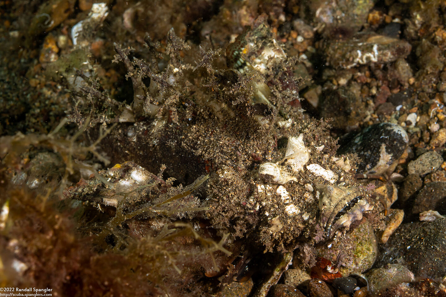 Inimicus didactylus (Spiny Devilfish)