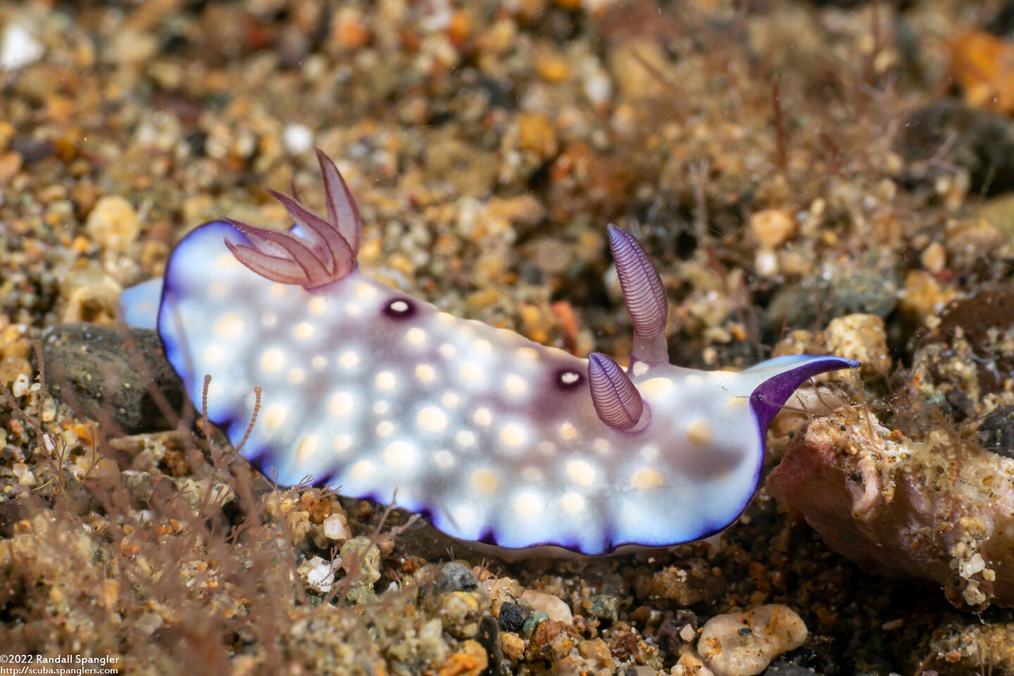 Goniobranchus hintuanensis (Goniobranchus Hintuanensis)