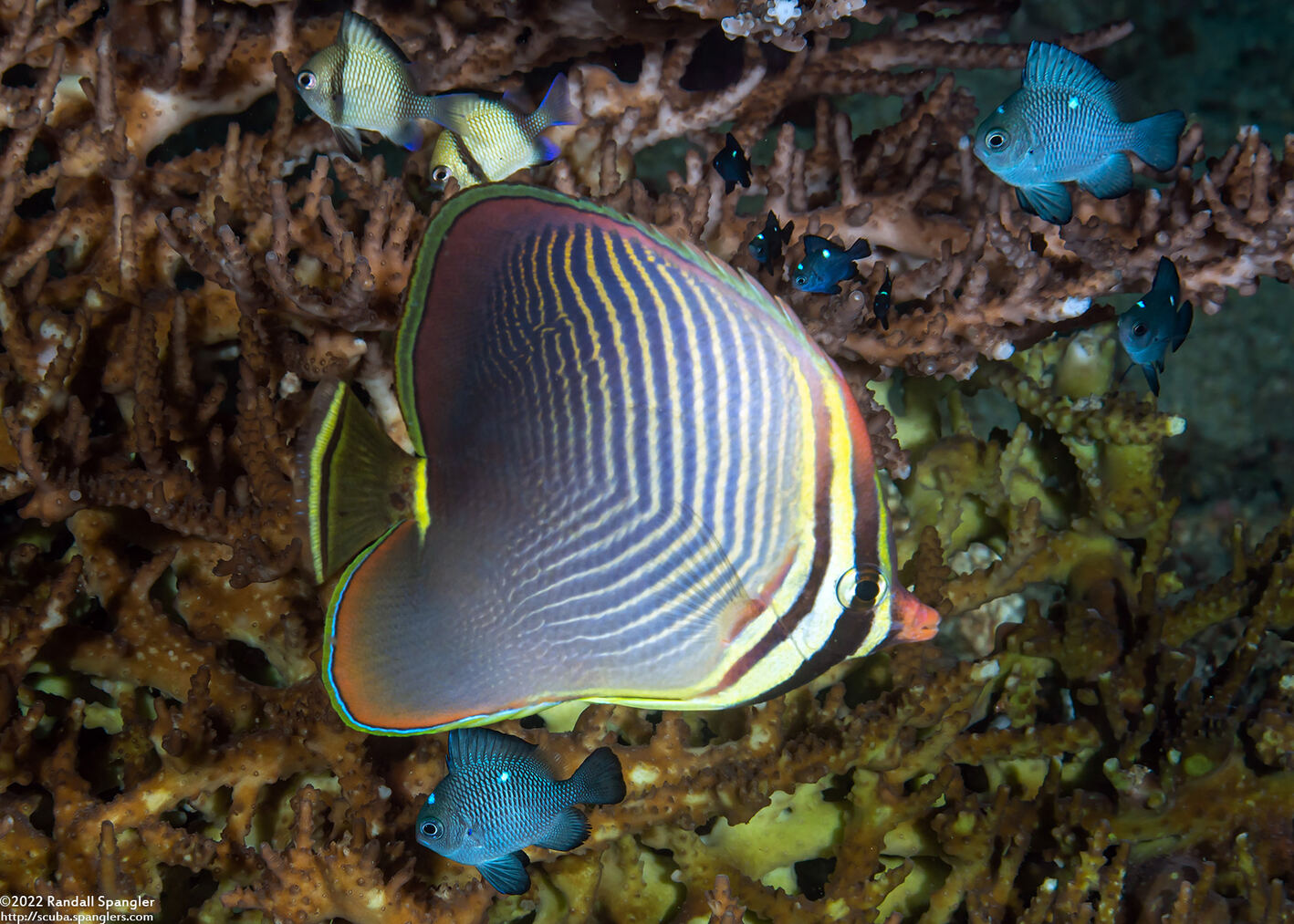 Chaetodon baronessa (Eastern Triangular Butterflyfish)