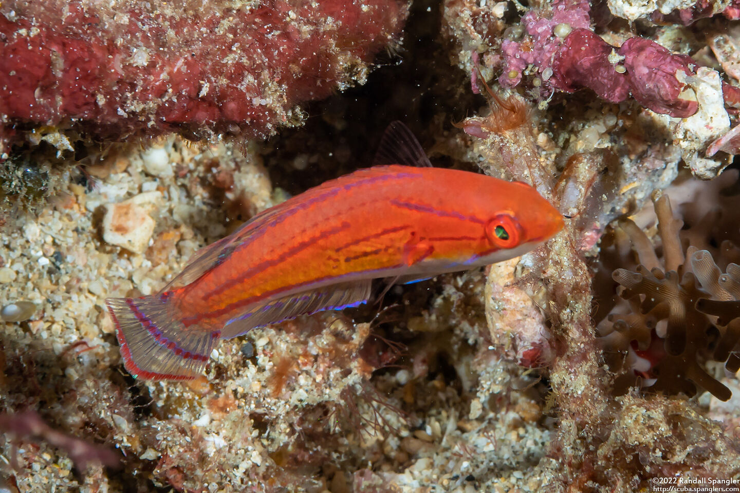 Paracheilinus carpenteri (Carpenter's Flasher)
