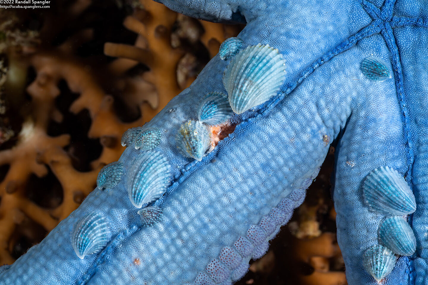 Thyca crystallina (Crystalline Starfish Snail)