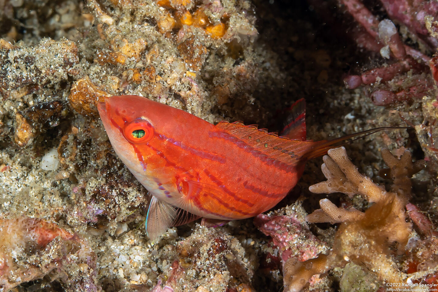 Paracheilinus carpenteri (Carpenter's Flasher)