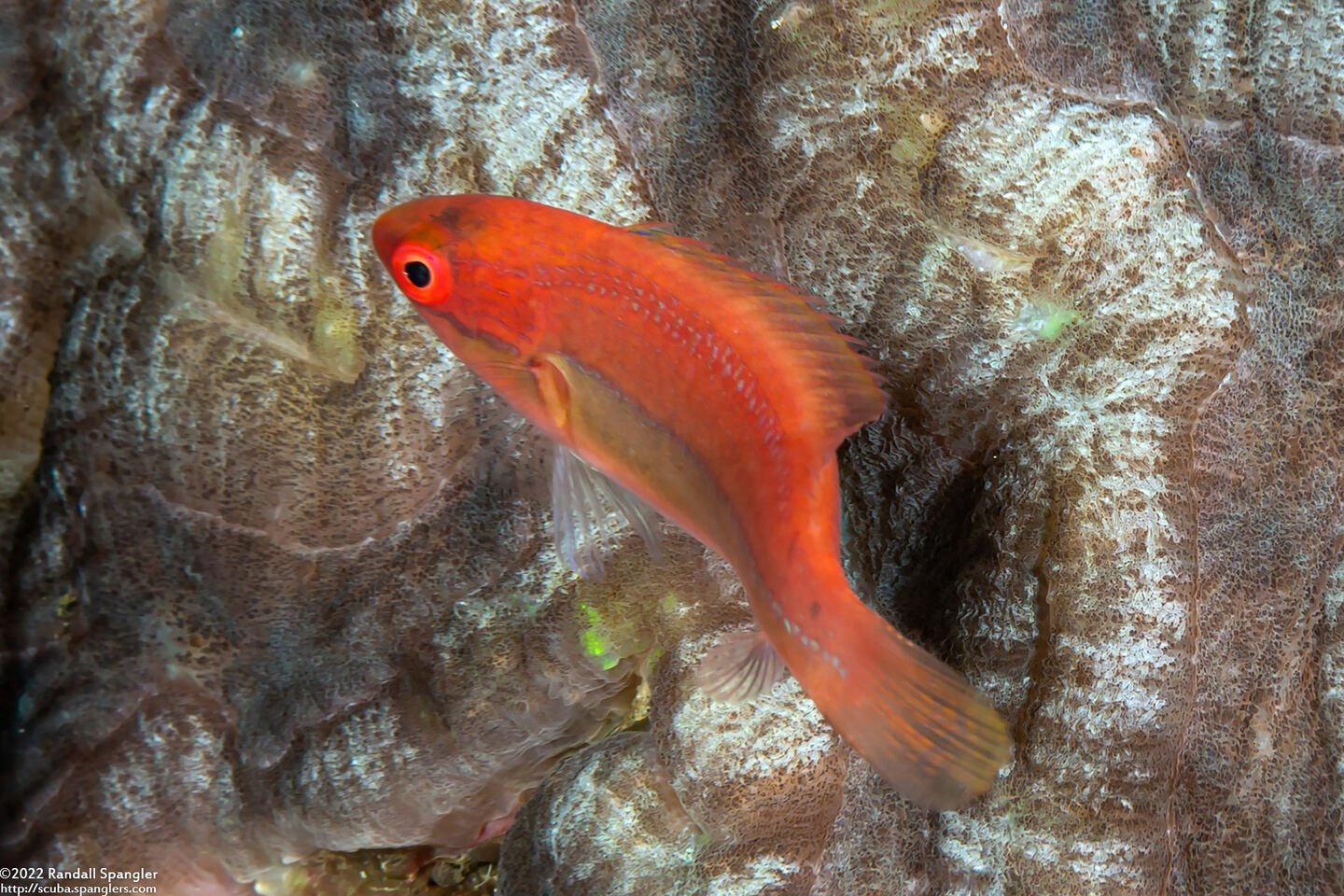 Cirrhilabrus temminckii (Peacock Fairy Wrasse)