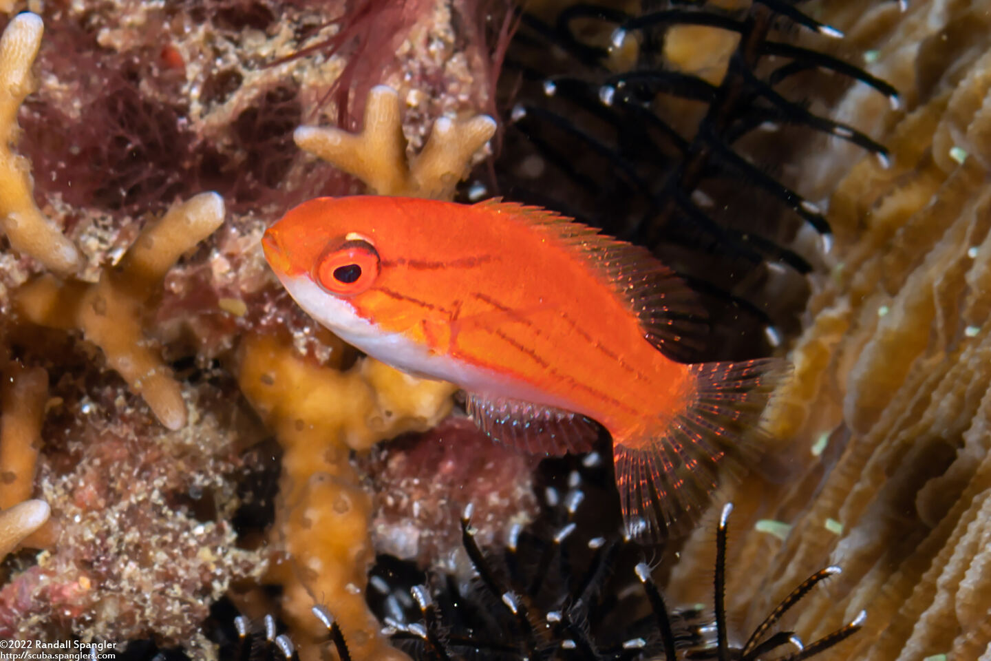 Paracheilinus carpenteri (Carpenter's Flasher)