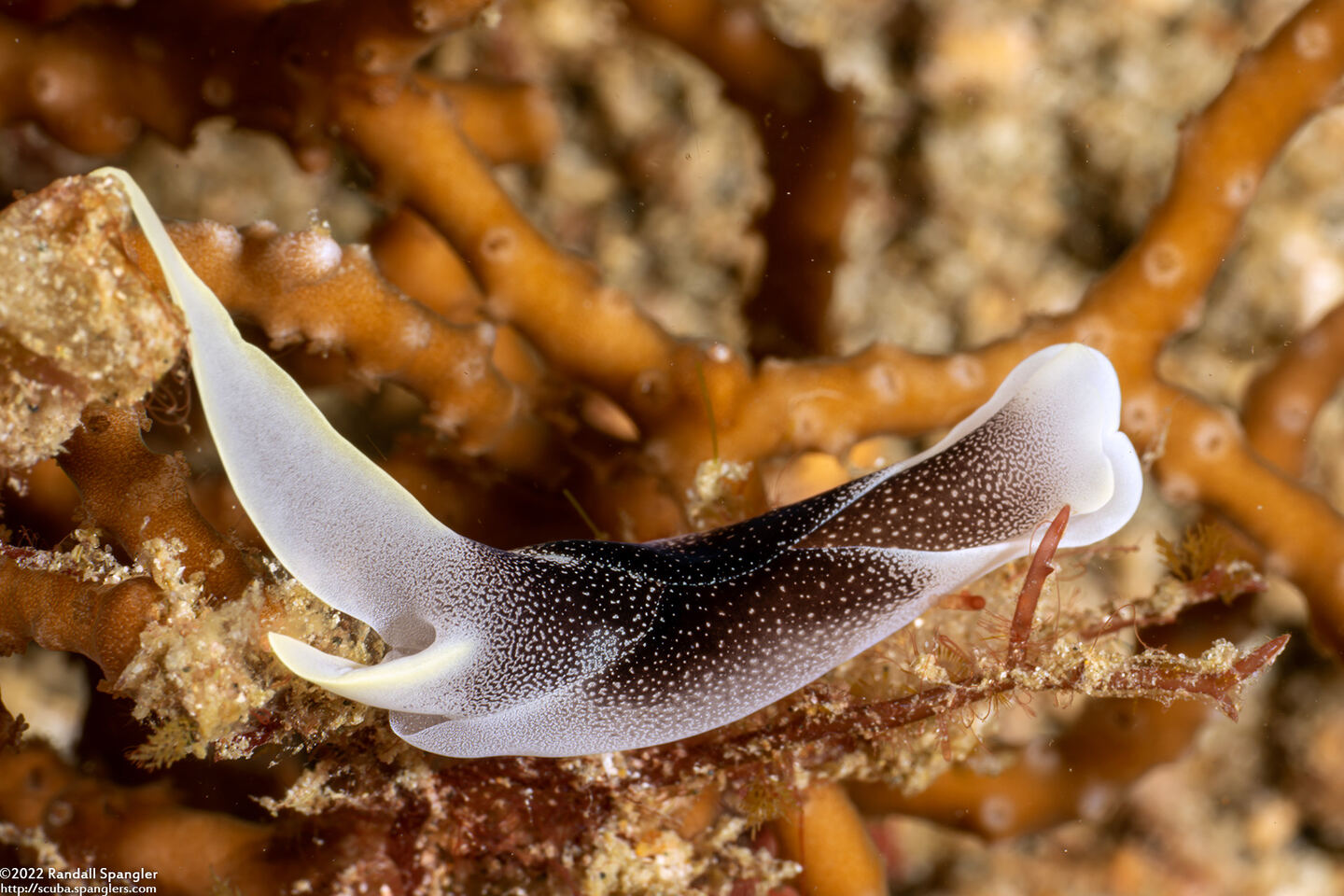 Chelidonura amoena (Lovely Headshield Slug)