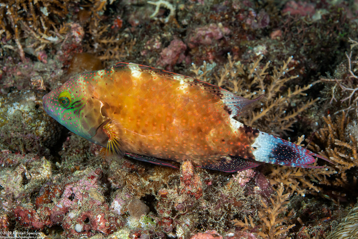 Cheilinus chlorourus (Floral Wrasse)
