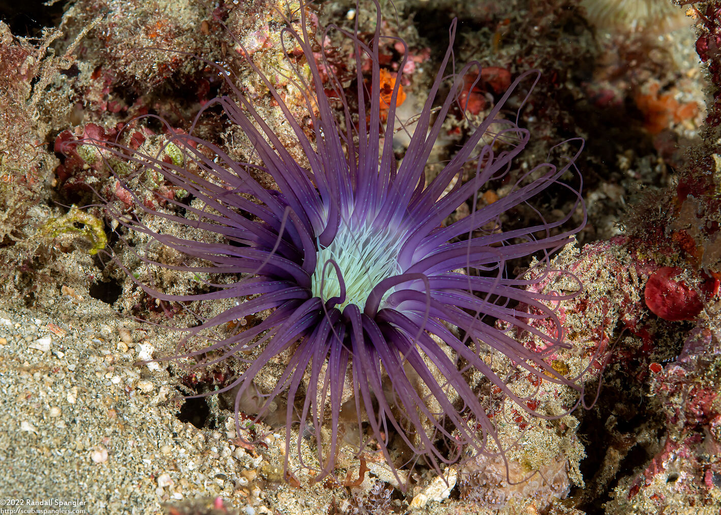 Cerianthus filiformis (Cerianthus Filiformis)