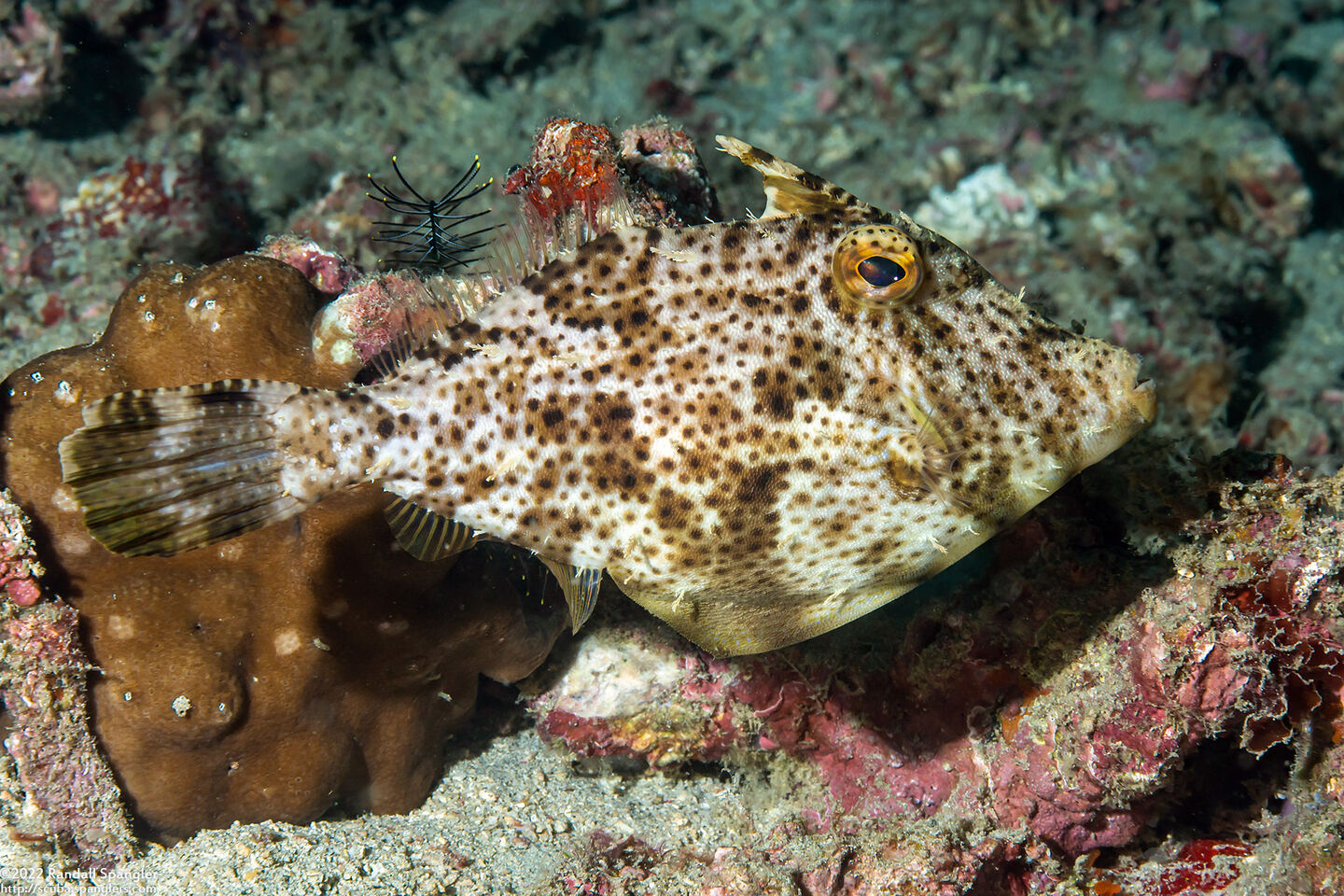 Pseudomonacanthus macrurus (Strapweed Filefish)
