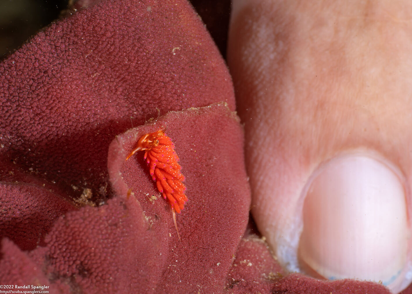 Favorinus mirabilis (Wonderful Favorinus)