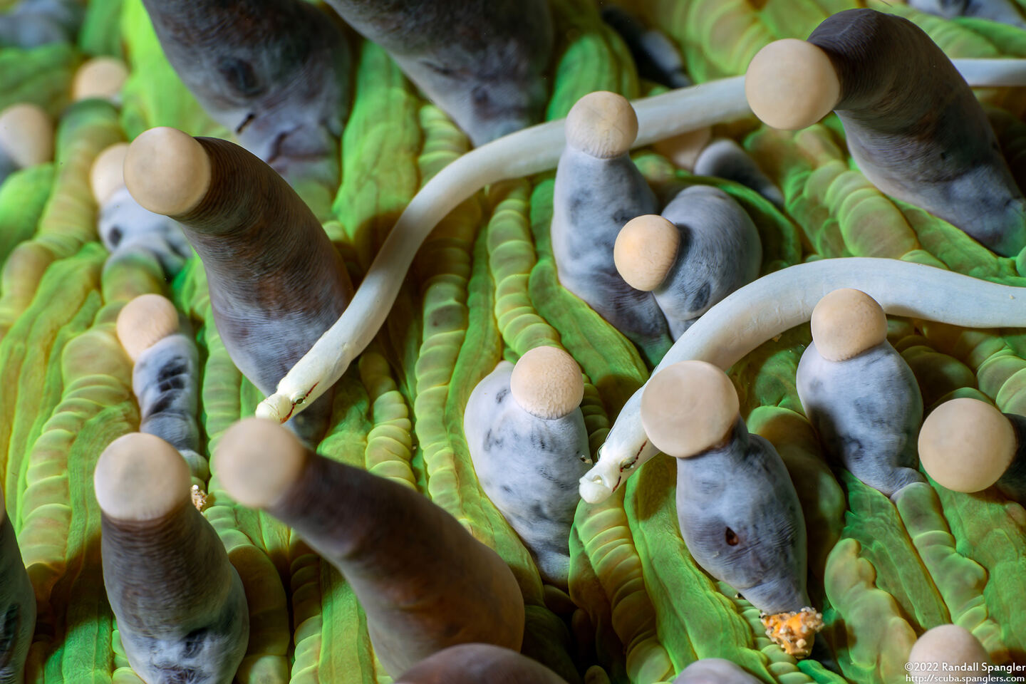 Siokunichthys nigrolineatus (Mushroom Coral Pipefish)
