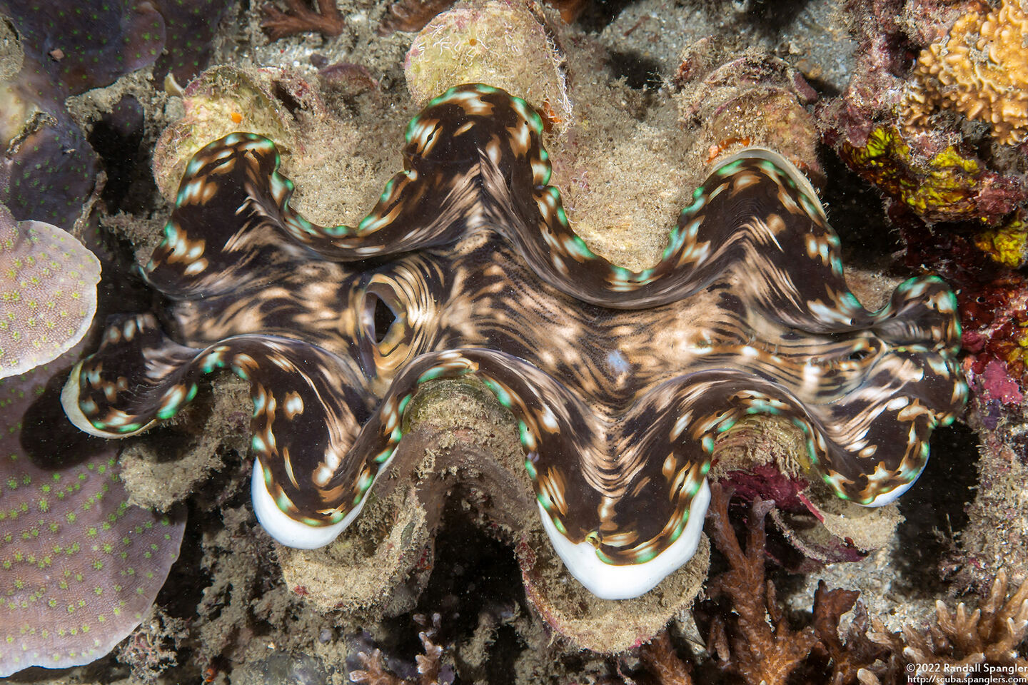 Tridacna squamosa (Fluted Giant Clam)