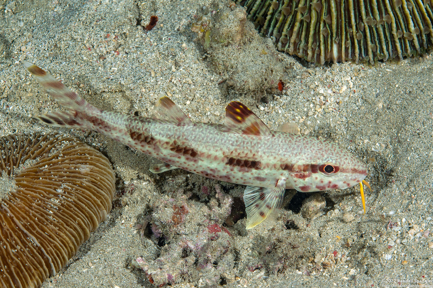 Upeneus tragula (Freckled Goatfish)
