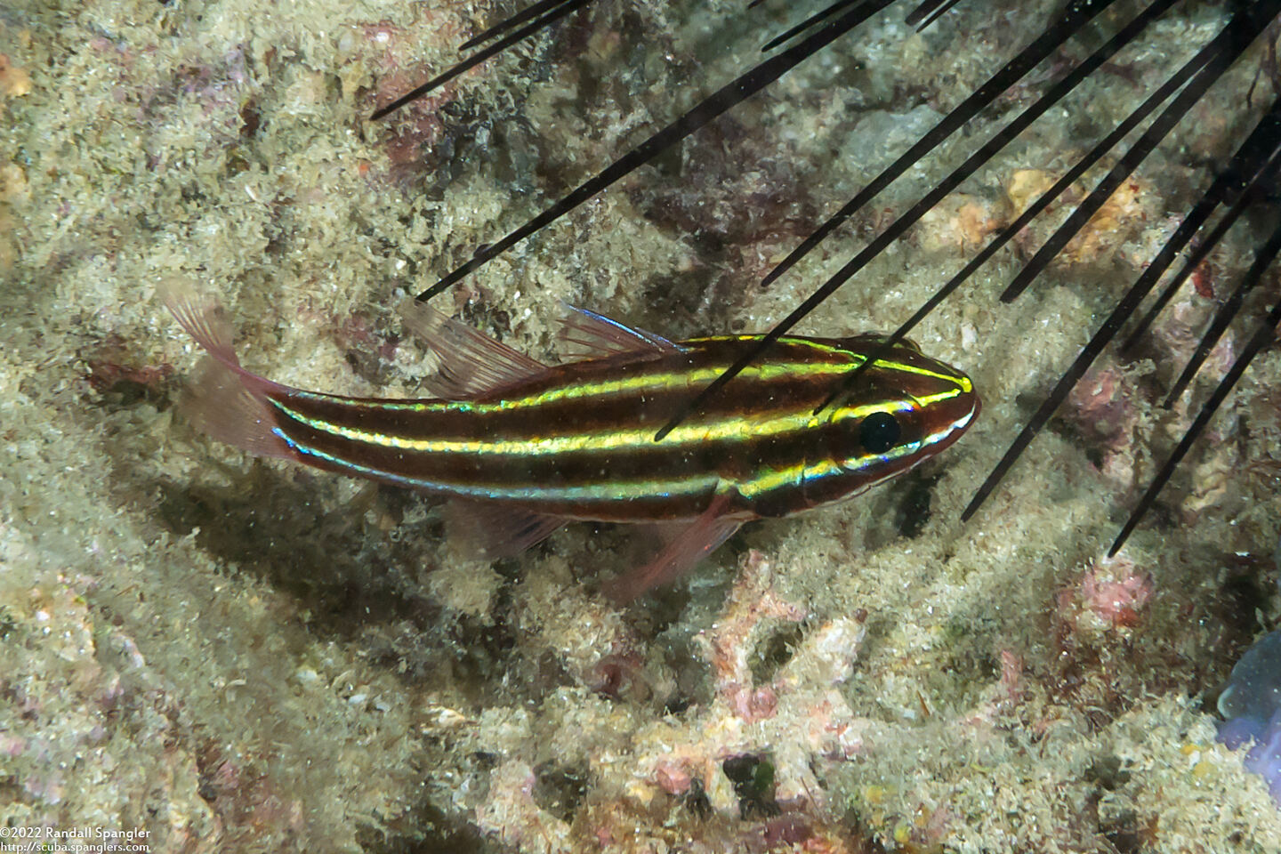 Ostorhinchus nigrofasciatus (Blackstripe Cardinalfish)