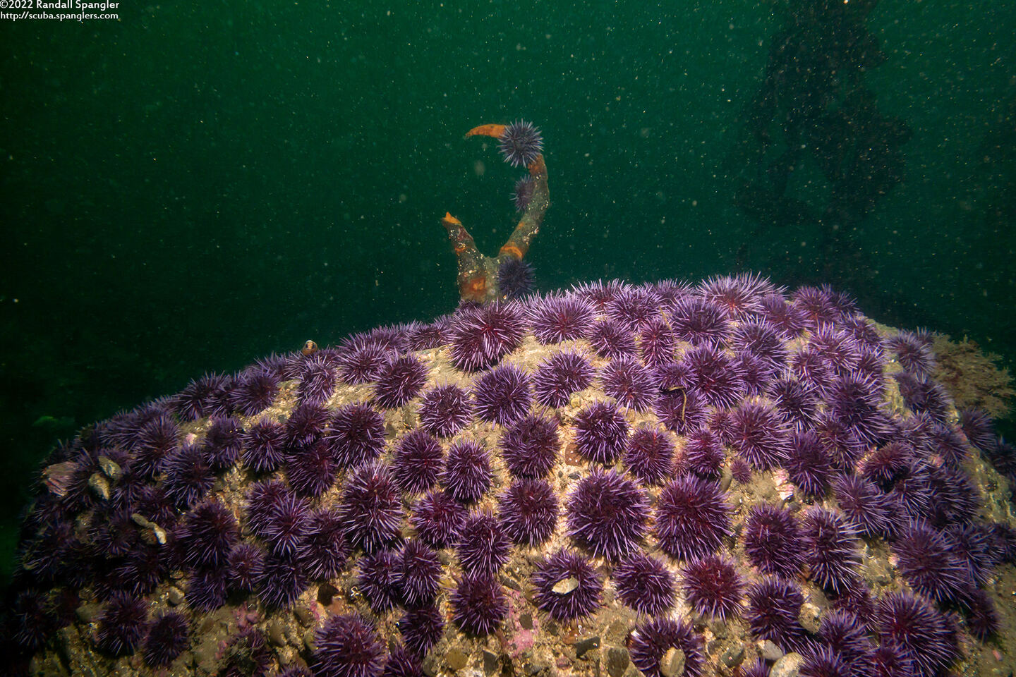 Strongylocentrotus purpuratus (Purple Sea Urchin)