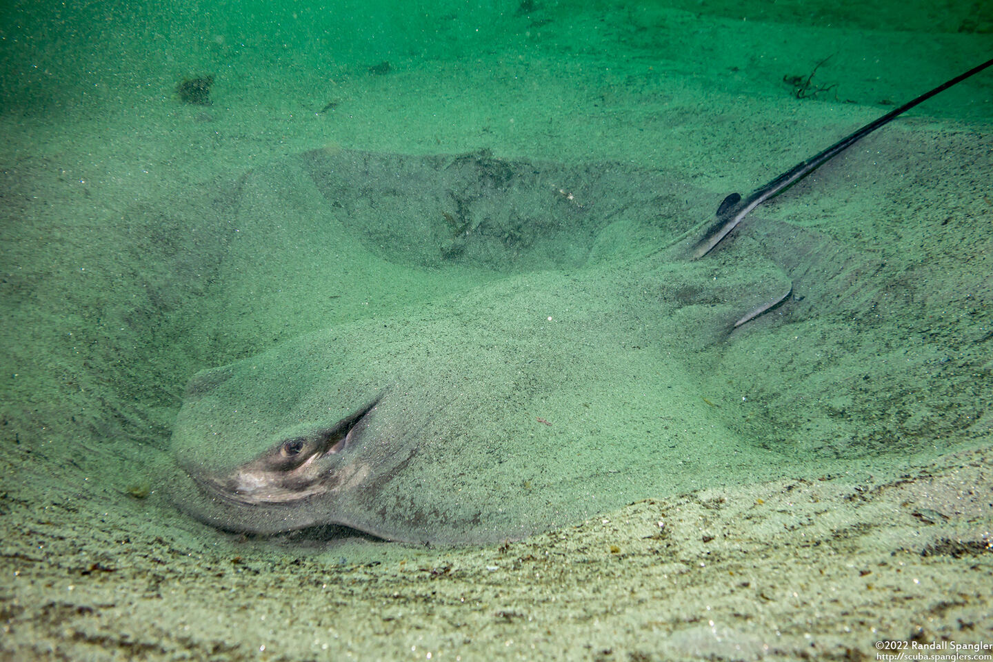 Myliobatis californica (Bat Ray)