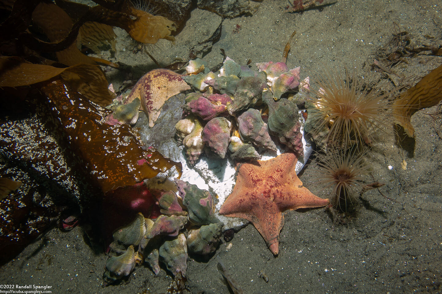 Kelletia kelletii (Kellet's Whelk); Scavenging a dead mola