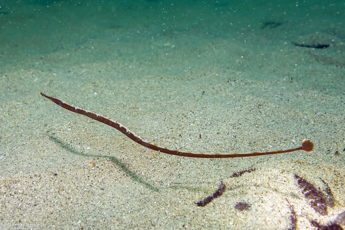 Syngnathus leptorhynchus (Bay Pipefish)