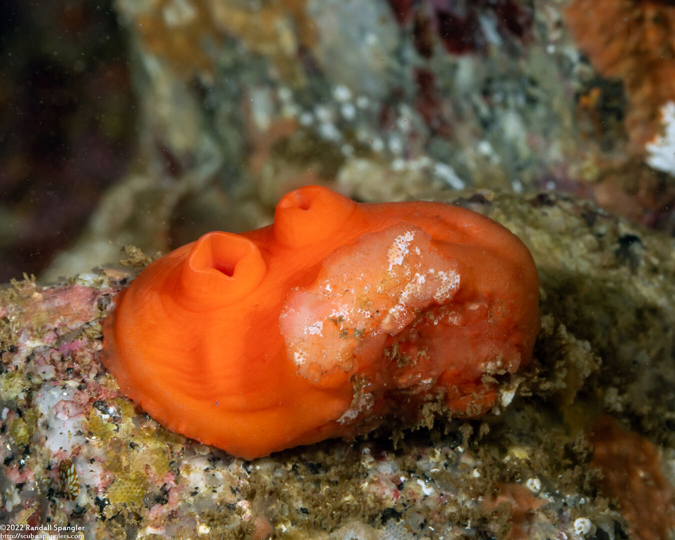 Cnemidocarpa finmarkiensis (Shiny Orange Sea Squirt)