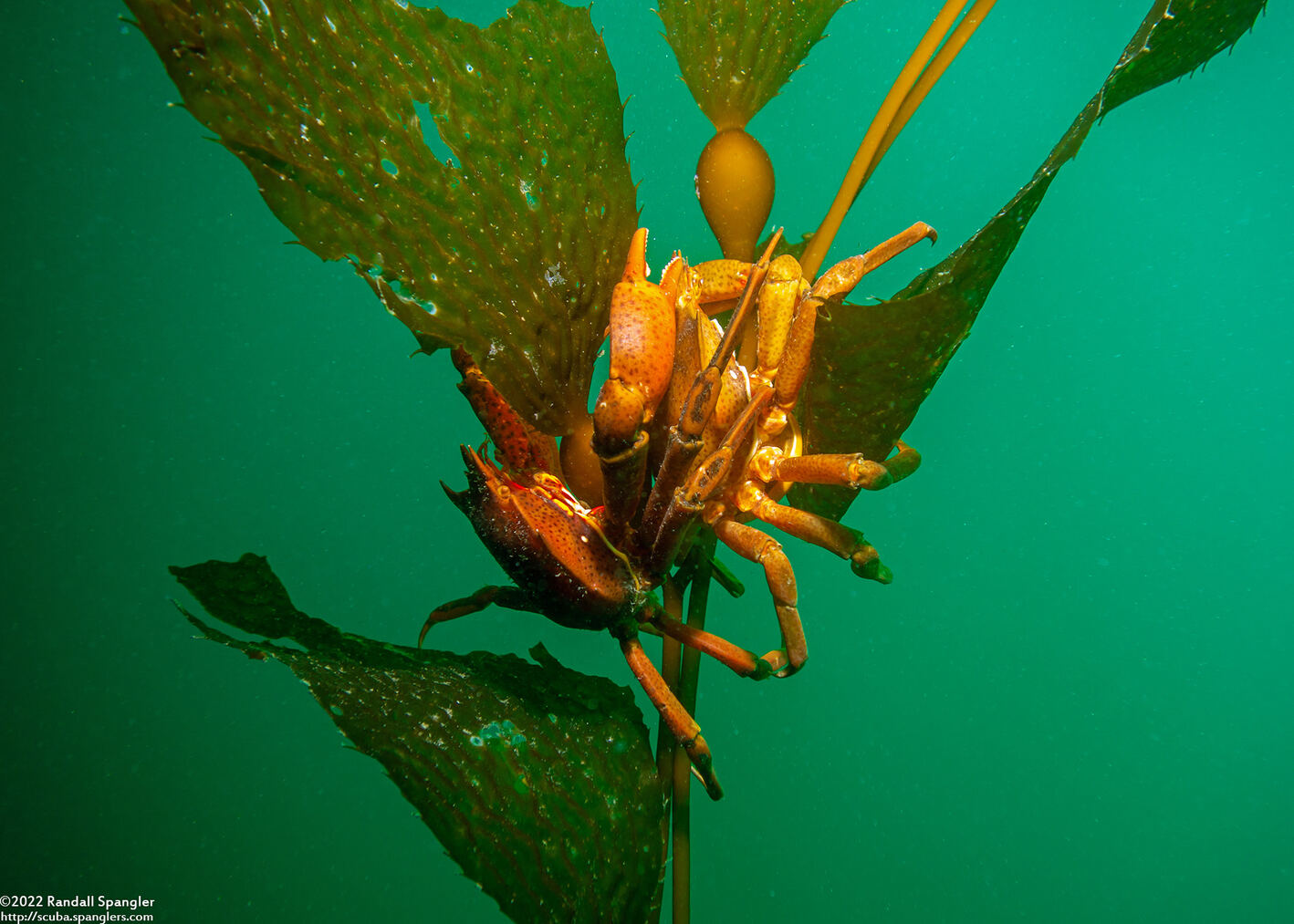 Pugettia producta (Northern Kelp Crab)