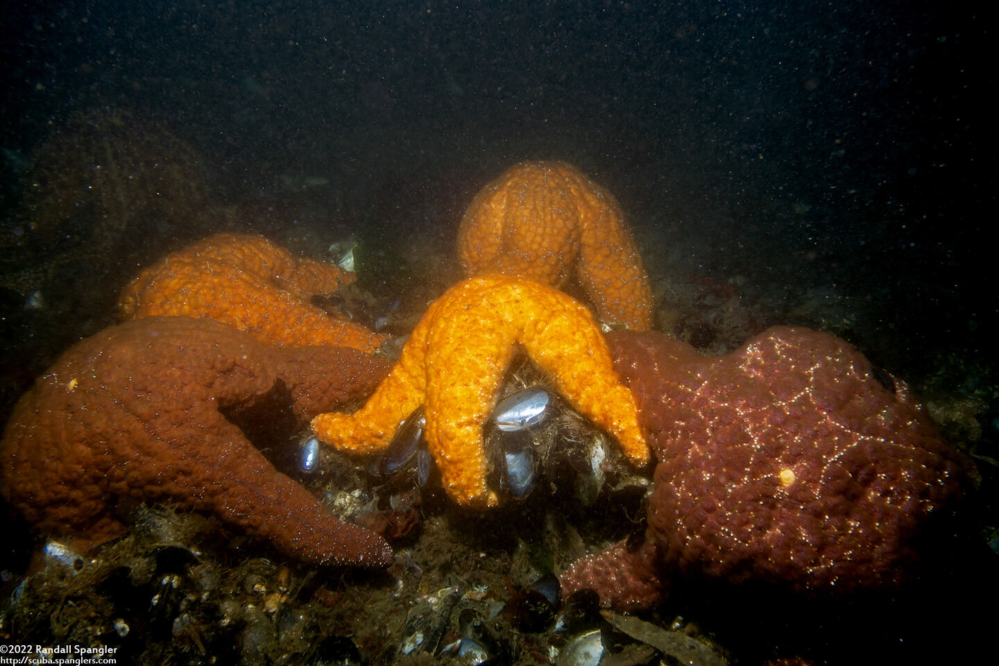 Pisaster ochraceus (Ochre Star)