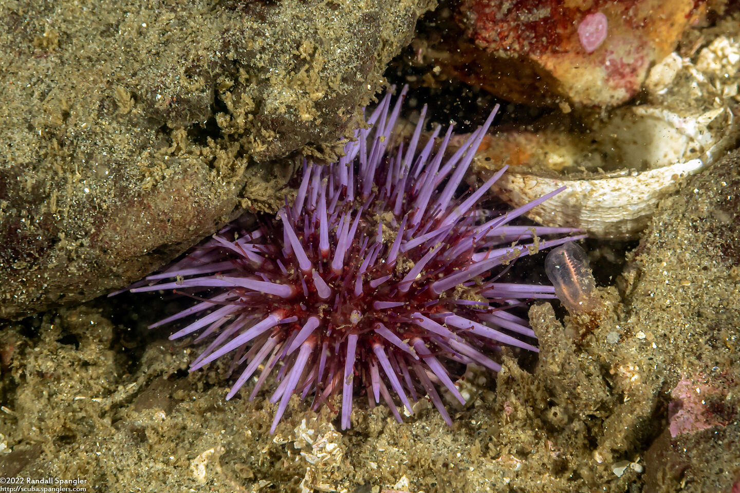 Strongylocentrotus purpuratus (Purple Sea Urchin)