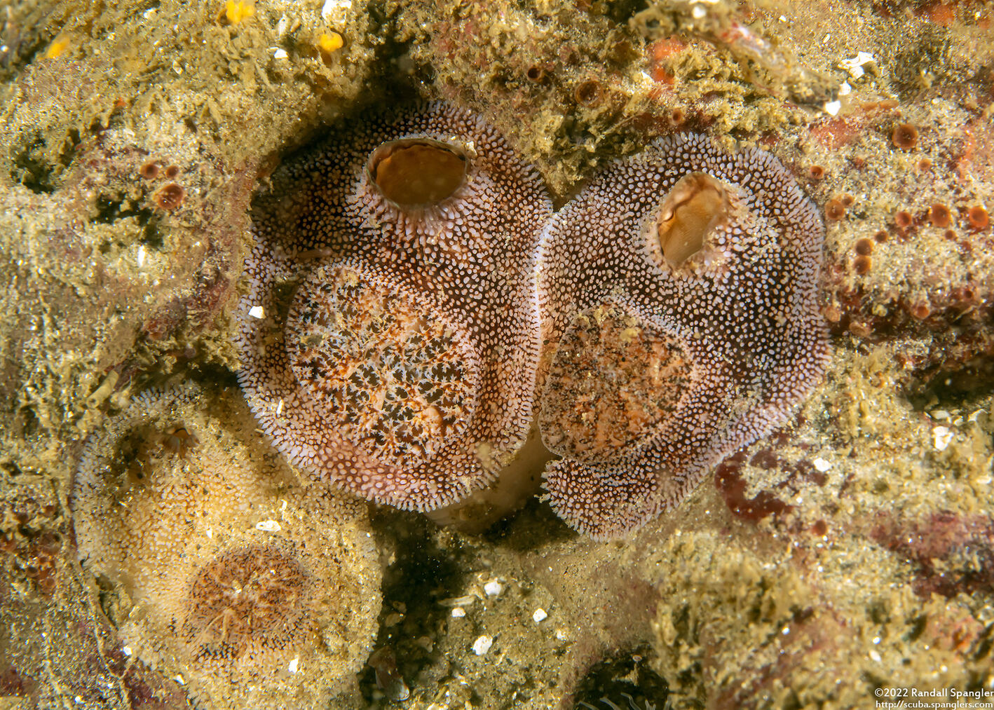 Parapholas californica (Scaleside Piddock)