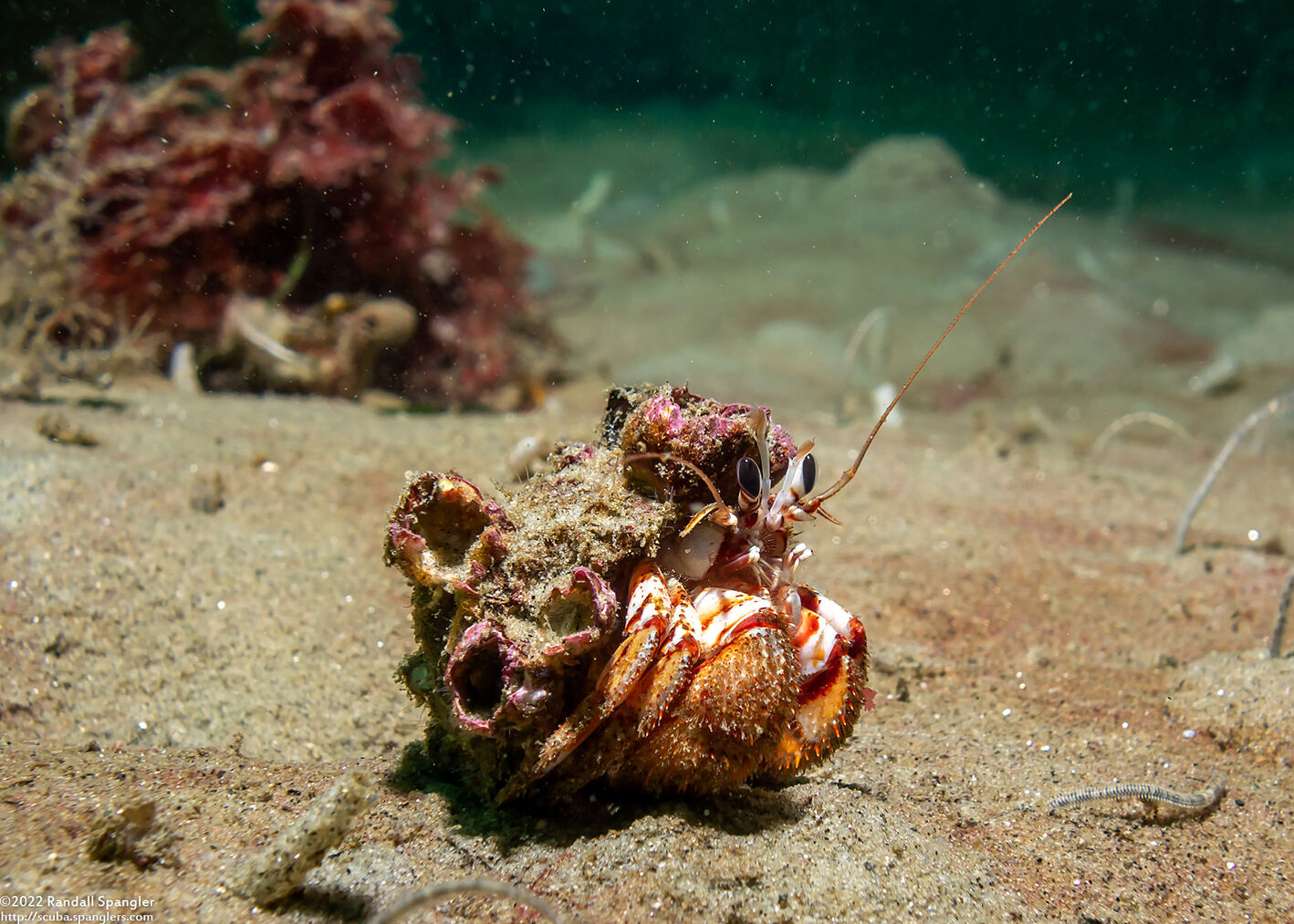 Pagurus armatus (Blackeyed Hermit Crab)