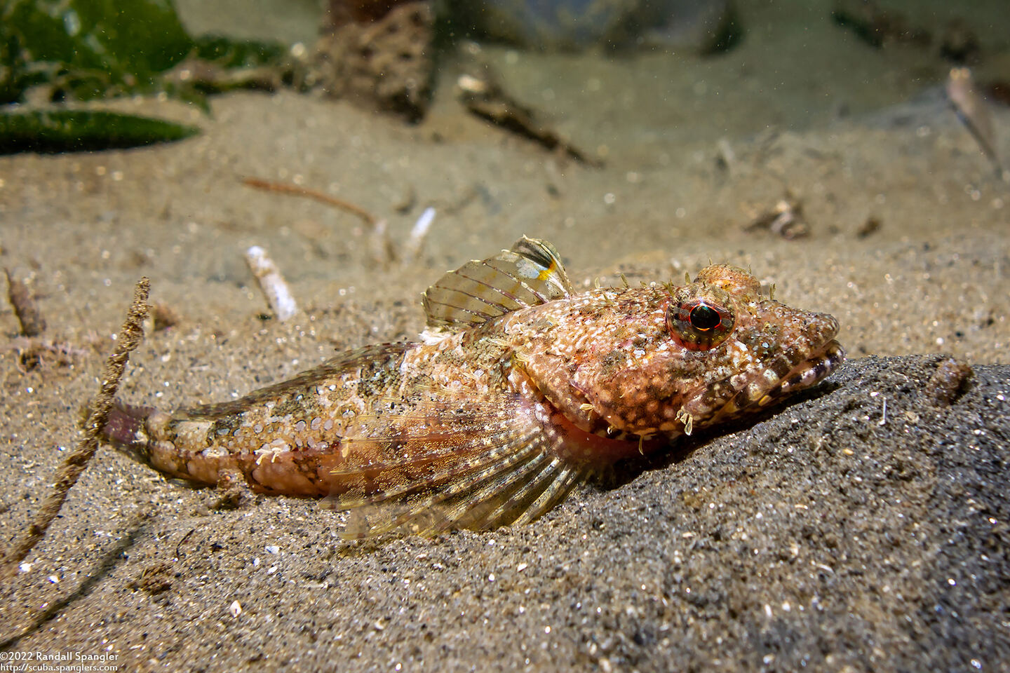 Artedius corallinus (Coralline Sculpin)