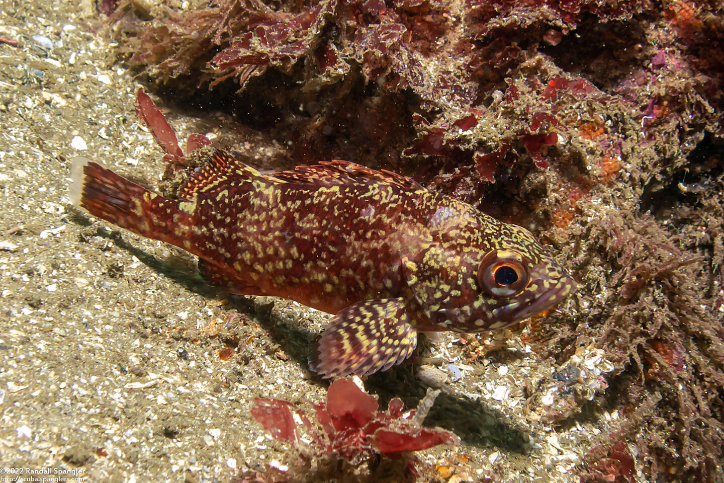Sebastes miniatus (Vermilion Rockfish)