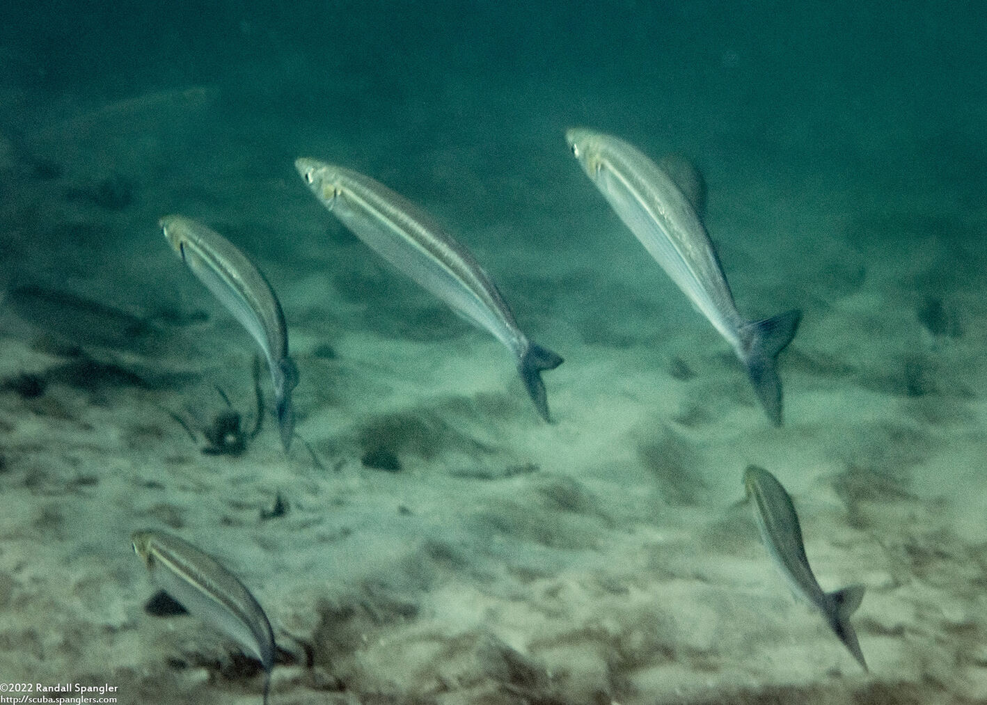 Atherinops affinis (Topsmelt)