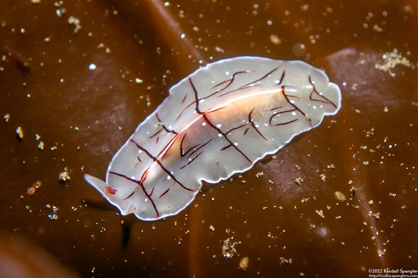 Eurylepta californica (Montgomery's Flatworm)