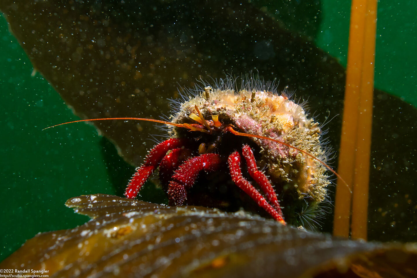 Pagurus hemphilli (Maroon Hermit Crab)