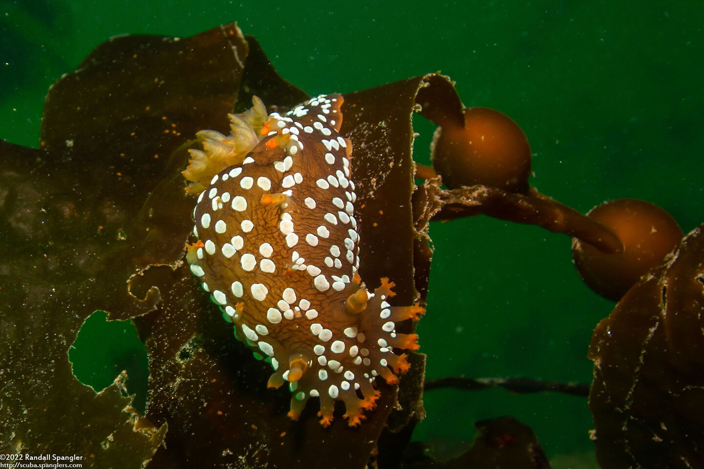 Triopha maculata (Spotted Triopha)